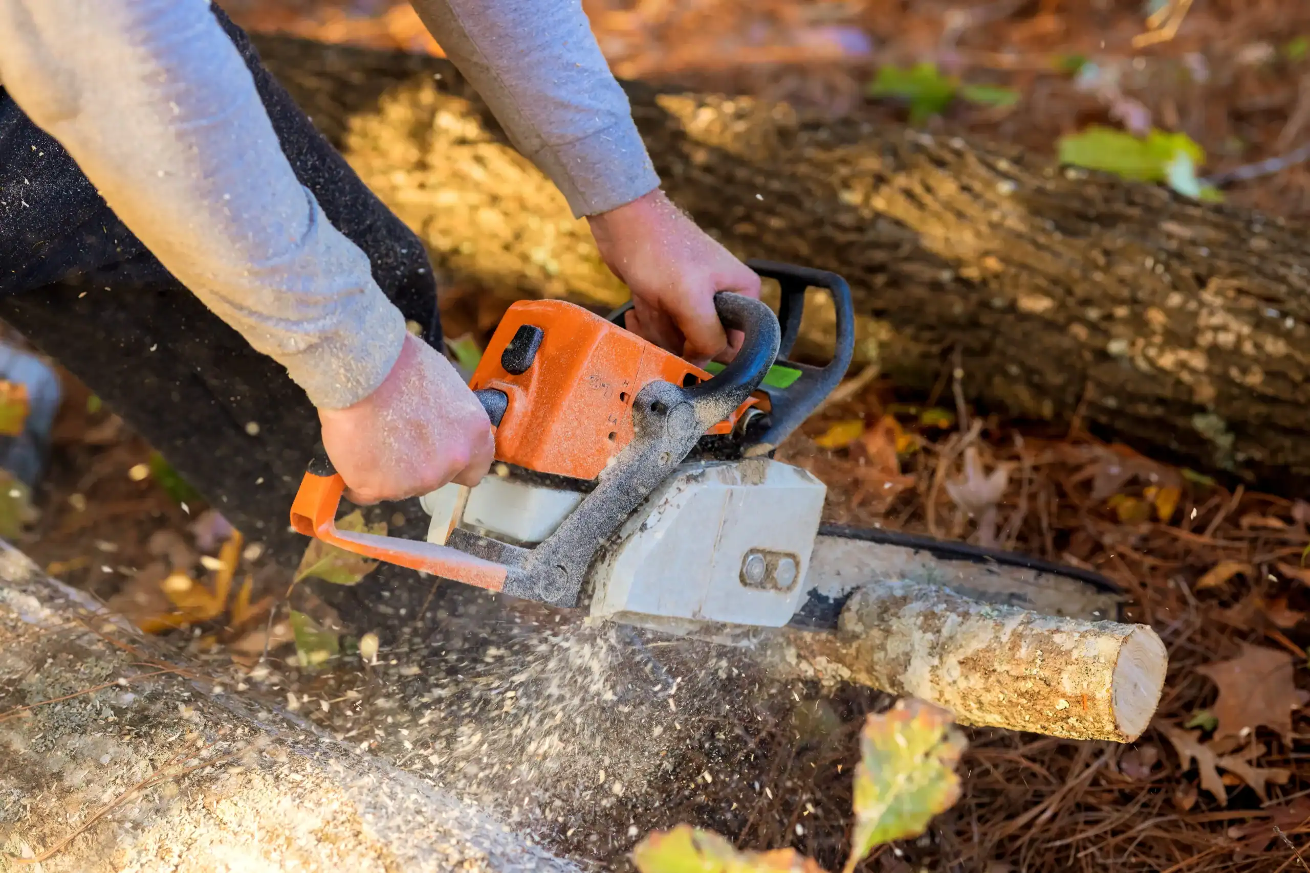 Arborist Insurance Minnesota