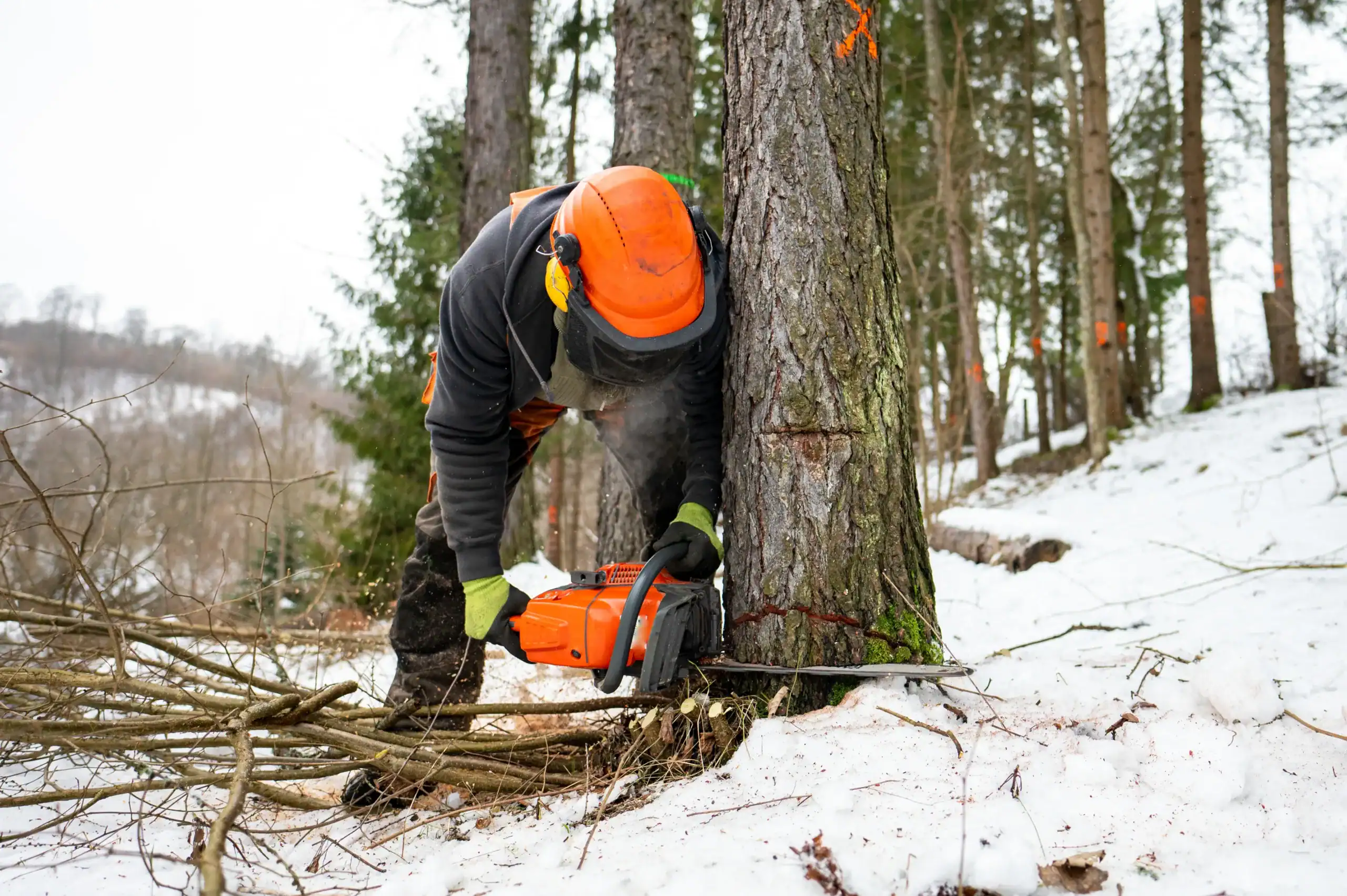 Arborist Insurance Minnesota