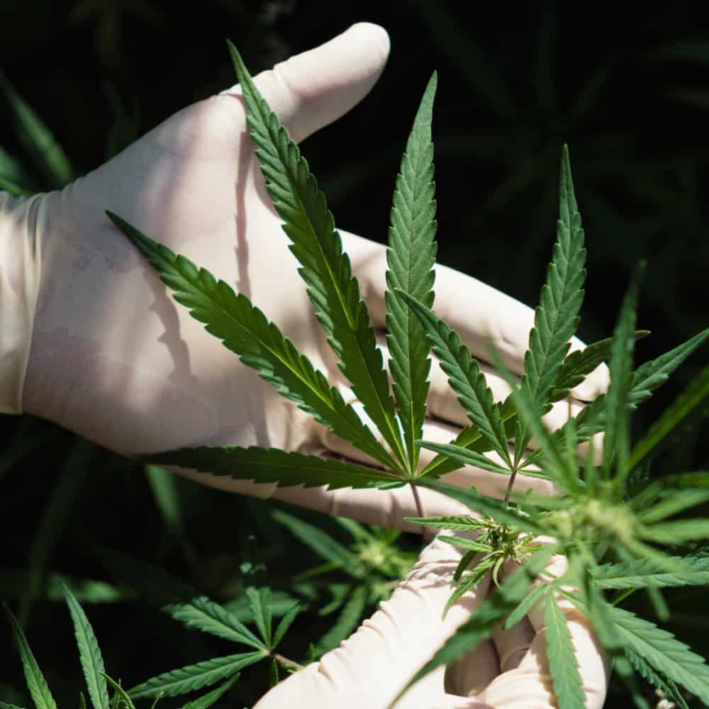 Cannabis Insurance Minnesota