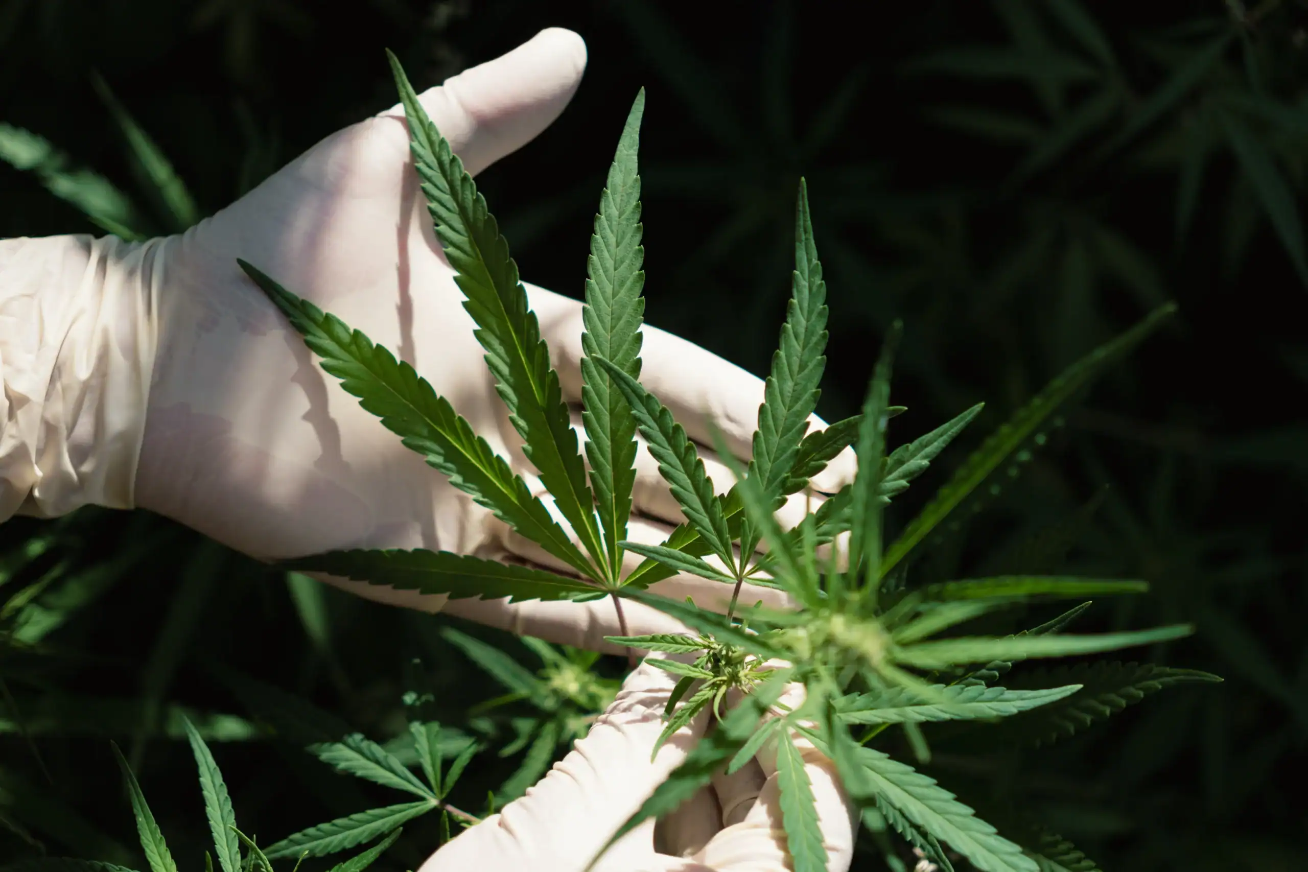 Cannabis Insurance Minnesota