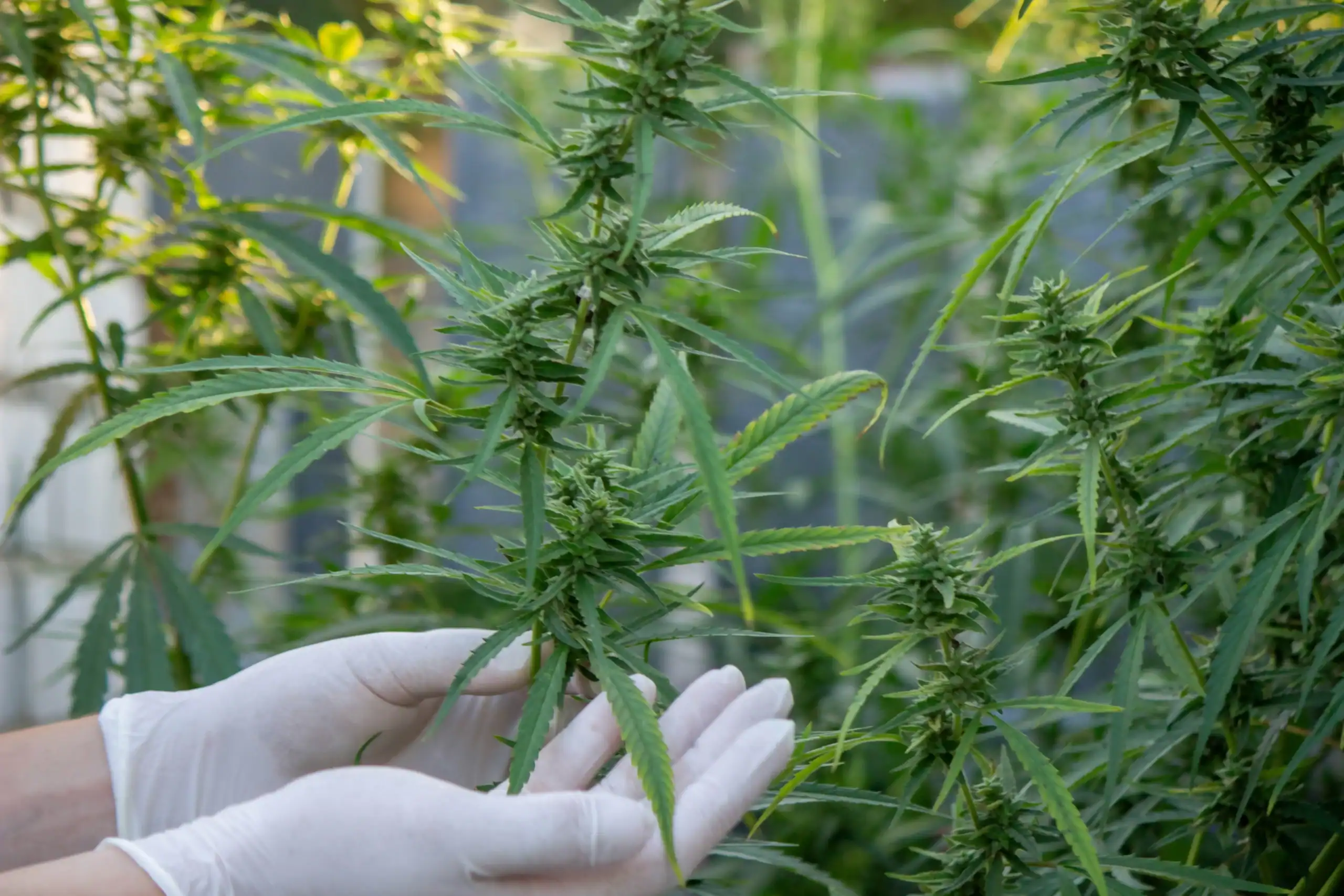 Cannabis Insurance Minnesota