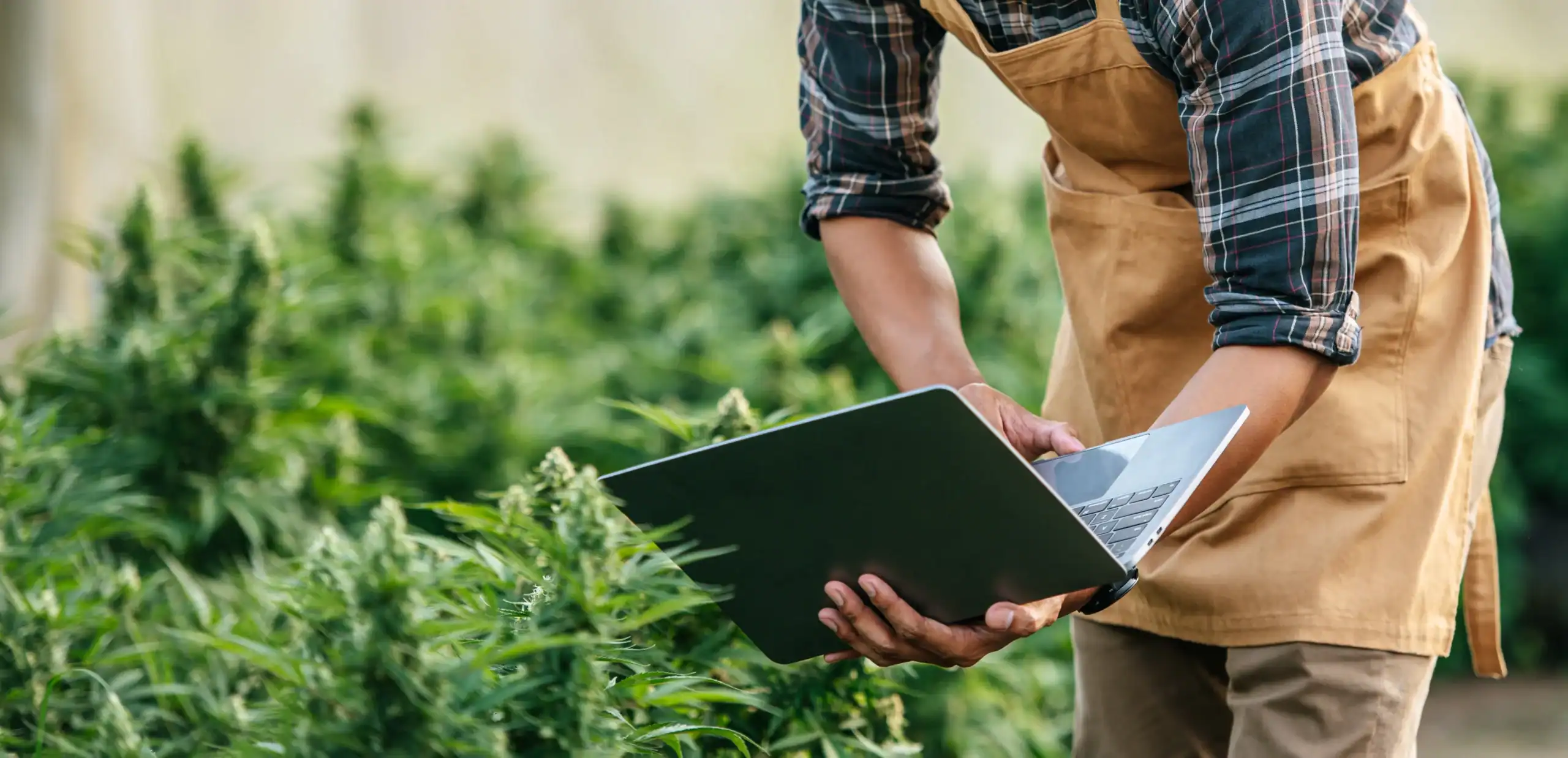 Cannabis Insurance Minnesota